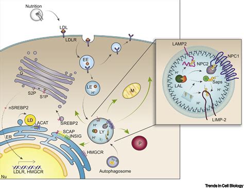 Cholesterol Handling in Lysosomes and Beyond: Trends in Cell Biology