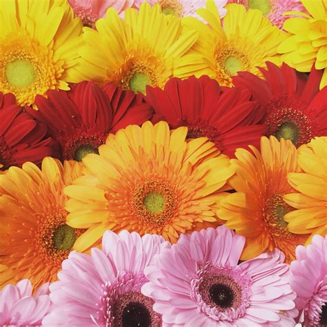 Long island stretches eastward from new york city in the metro new york region. Gerber Daises @ Bayport Flower Houses, Long Island NY- bb ...