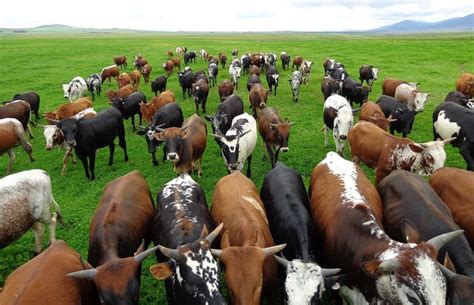 Nguni Cattle South Africa