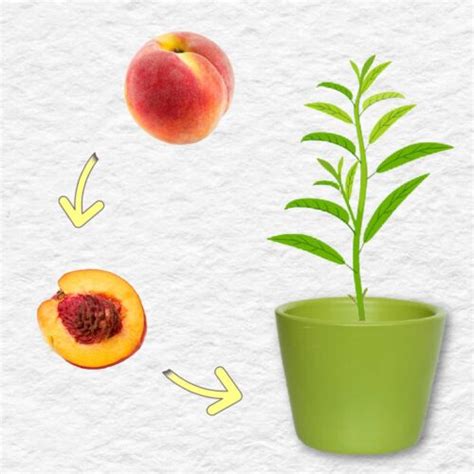 How To Grow A Peach Or Plum Tree From The Pit