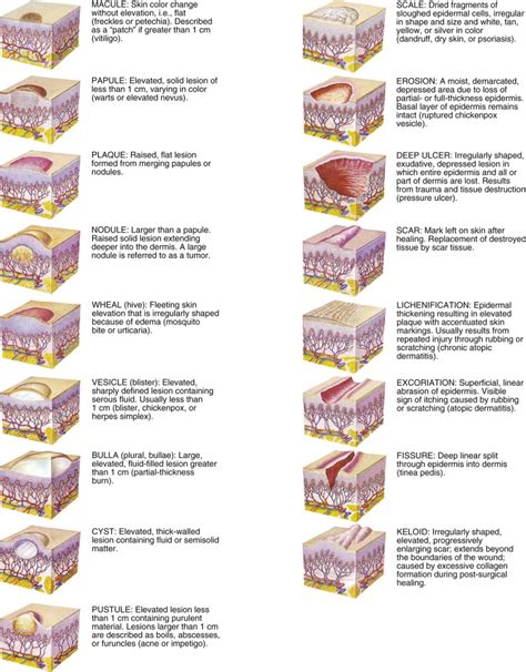 Examination Of The Skin And Approach To Diagnosis Of Skin Disorders