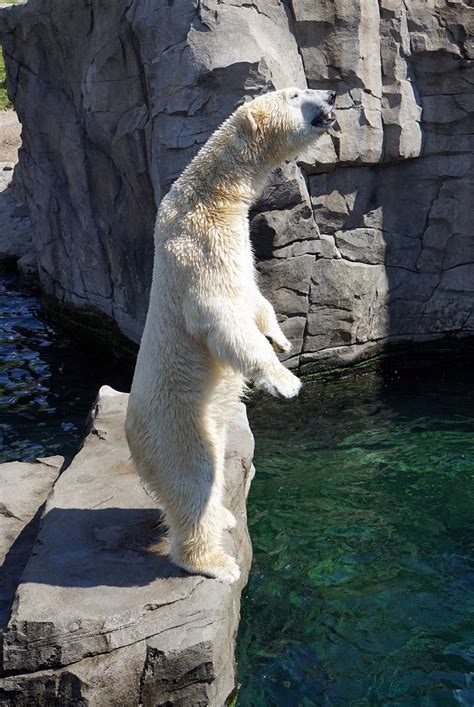 Polar Bear Standing Up By Kikidi19 On Deviantart