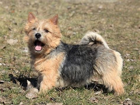 Information about the population of norwich terrier breed in russia. Norwich Terrier Welpen kaufen