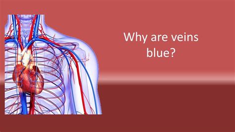 Why Are Veins Blue Youtube