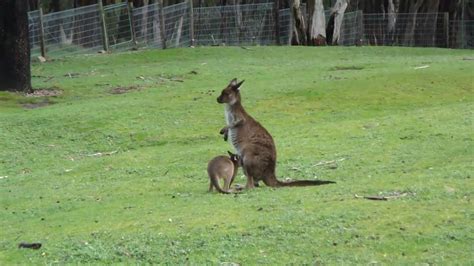 Amazing Cute Baby Kangaroo Joey Youtube
