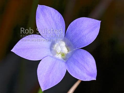 family campanulaceae  (stored under name) New Zealand Bluebell flower Rimu-roa (Wahlenbergia ...