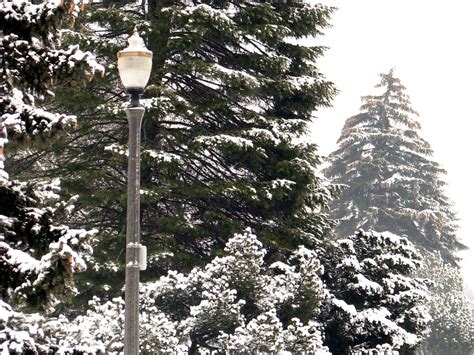 Wallpaper Trees Park Snow Winter Branch Lantern Frost Spruce