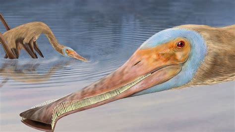 Pterosaurs Newly Discovered Species Had Over 400 Teeth Bbc Newsround