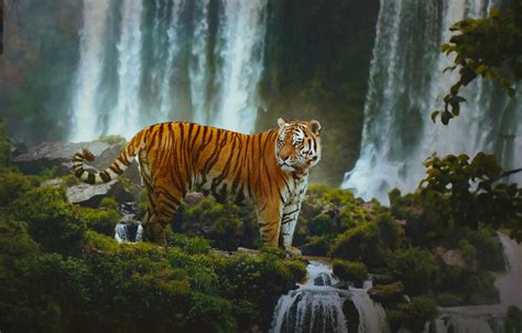 Wallpaper Forest Tiger Waterfalls Images For Desktop Section