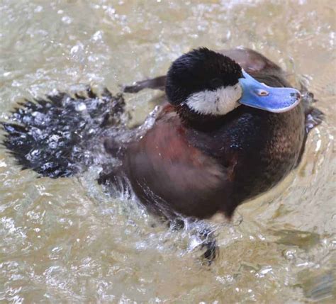 Ruddy Duck British Waterfowl Association
