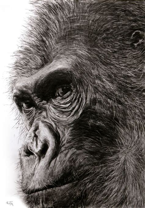Charcoal Drawing Ideas Animals Marjorie Wei