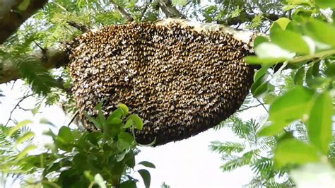 Honey Bee Killer Bees Hive Bee Hive In The Wild 2018 Youtube