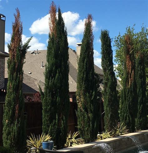 We Wouldnt Recommend Italian Cypress Trees For North Texas But Their