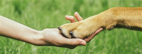 Dog Paw And Human Hand Are Doing Handshake Wateree Animal Hospital