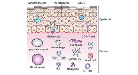 Structure Of Human Skin And Cell Types In Epidermis And Dermis Skin