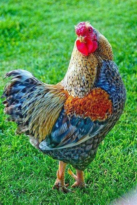 Fancy Chickens Chickens And Roosters Chickens Backyard Bantam Chickens Pretty Birds