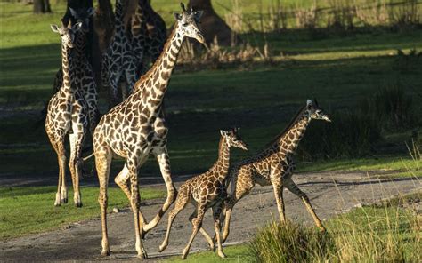 Two Giraffe Calves Made Their Kilimanjaro Safaris Debut Today At Disney