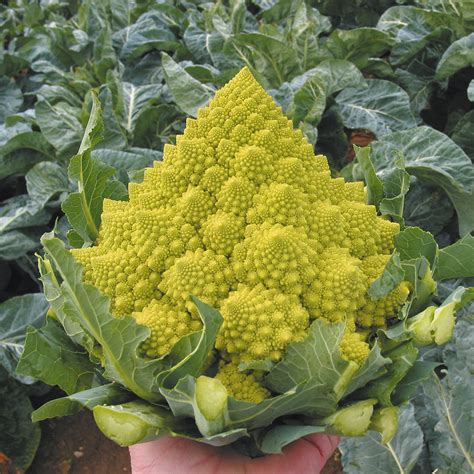 Romanesco Cauliflower Organic Plug Plants To Grow In The Veg Garden