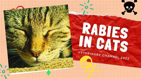 The Symptoms Diagnosis And Prevention Of Rabies In Cats Youtube