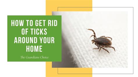 How To Get Rid Of Ticks From Your Garden 8 Effective Tricks To Get