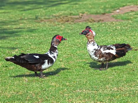 Muscovy Duck The Poultry Site