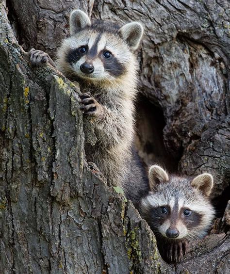 Raccoons Are Really Cute ♥ Cute Animals Animals Friends Animal Pictures