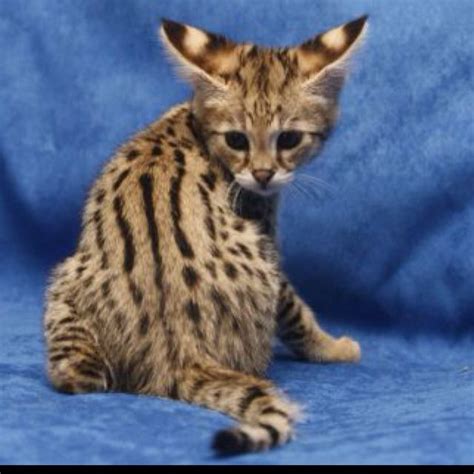 If the call of the wild is what attracts you to cats, the savannah the savannah is a relatively new breed that was recognized by the international cat association (tica) in 2012. F1 Savannah | Hybrid cat, Savannah cat, Savannah chat