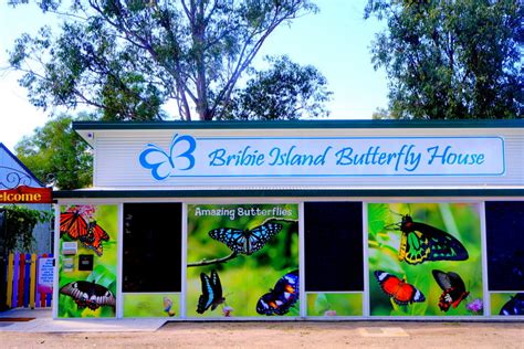 Bribie Island Butterfly House Flickr