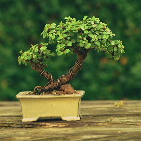 Dwarf Mini Jade Bonsai Tree In The Wild This Bonsai May Grow Up To