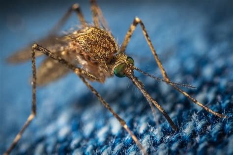 West Nile Virus Shows Up In Indiana Mosquitos Phillyvoice