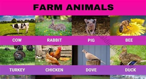 Farm Animals Useful List Of 20 Domestic Animals In English Visual