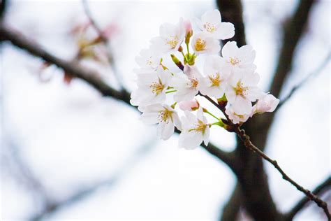 Free Images Beautiful Blooming Blossom Branch Bright Cherry