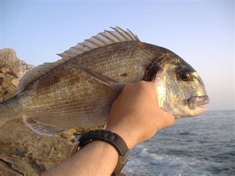 Doradas Pescando En Mallorca Part 10