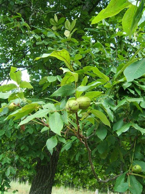Ruthlynns World Hickory Nut Tree