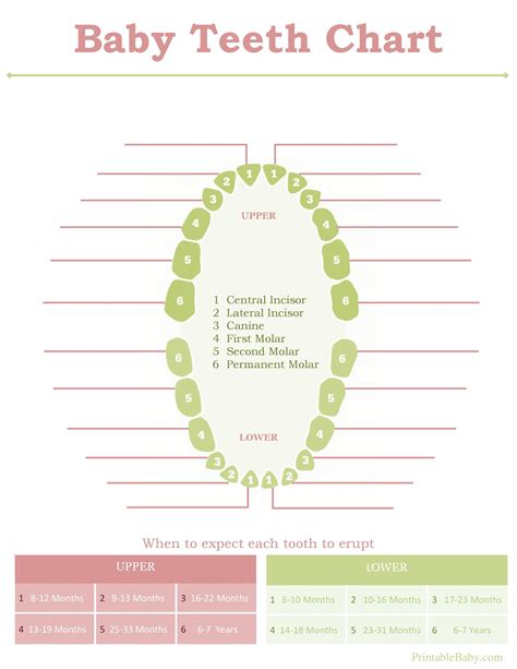 Printable Teeth Chart Printable Word Searches