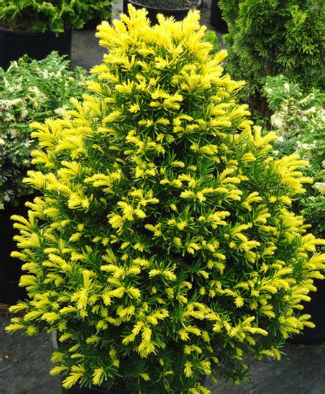 Taxus Cuspidata Rezeks Gold Dwarf Golden Japanese Yew Kigi Nursery