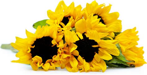 Yellow Sunflowers Information Recipes And Facts