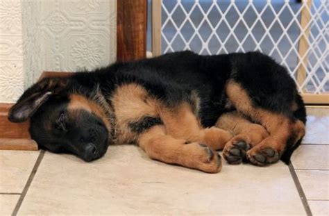 60 Hilarious Pictures That Prove German Shepherds Can Sleep Absolutely Anywhere Page 6 The Paws