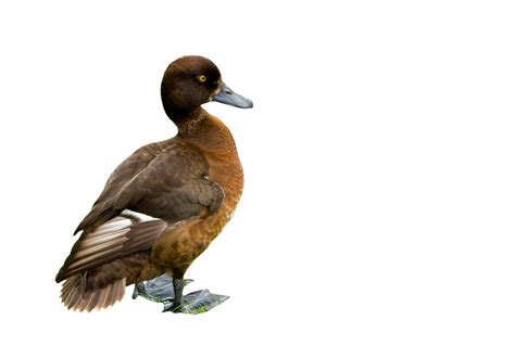 Duck On White Background Free Stock Photo Public Domain Pictures