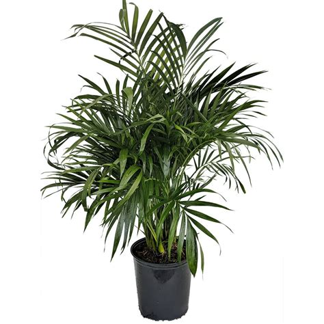 Cat Palm Chamaedorea Cataractarum 8 Pot Live Indoor Plant