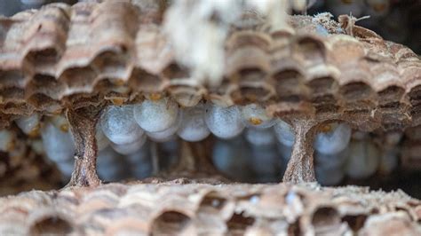 Eradicated Asian Giant Hornet Nest In Whatcom County 3 Times Larger Than One Found In 2020