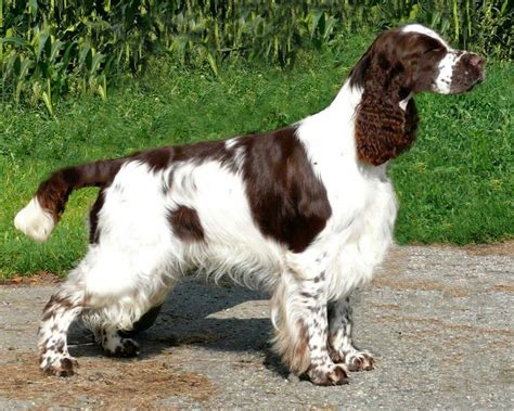 English Springer Spaniel Dogexpress