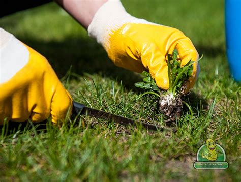 See 5 natural weed killers to get rid of competing plants while still keeping people, pets, wildlife, and waterways safe. Abbotsford Weeding - Eenie Meenie Miny Mow!