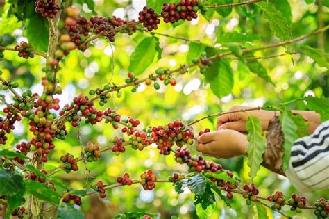 Farmer Hands Harvest Coffee Bean Ripe Red Berries Plant Fresh Seed