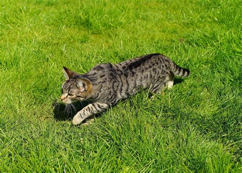 Is Your Cat Walking Low To The Ground Heres What It Means Cat