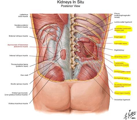 Toward the bottom, toward the belly superior: Kidney location from the back side of the human body ...