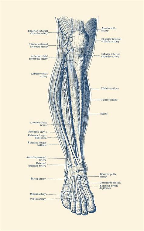 When you stand or walk, all the weight of your upper body rests on them. Leg Diagram - Human Circulatory System Drawing by Vintage Anatomy Prints