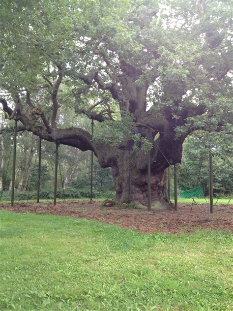 The Major Oak Robin Hoods Tree In Nottingham England England Trees