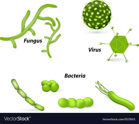Virus Bacteria Royalty Free Vector Image Vectorstock