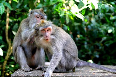 Cure Parentali Monkey Forest Bali Viaggi Vacanze E Turismo Turisti